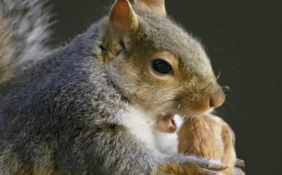 Primer plano de una ardilla mostrando sus largos dientes incisivos, los cuales crecen y se afilan continuamente durante toda su vida.