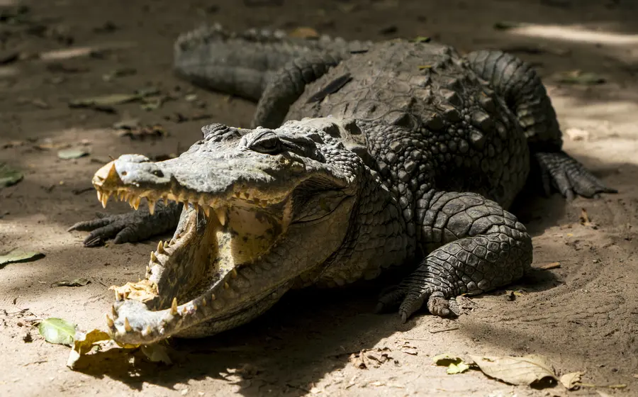 Un cocodrilo de gran tamaño es avistado en una zona turística de Colotepec, Oaxaca, causando alerta tras abandonar su hábitat natural.