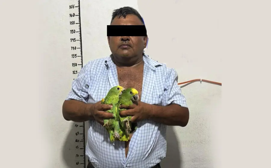 Hombre detenido en Ocotlán de Morelos es puesto a disposición de la autoridad ministerial por el presunto tráfico de loros y drogas.