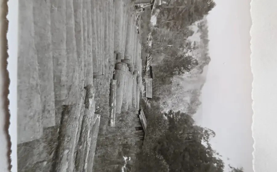 Fotografía histórica del Archivo General del Estado de Oaxaca (AGEO) que documenta las labores de control forestal en los bosques desde 1951.