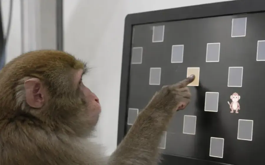 Varios monos macacos se concentran en un videojuego, demostrando su curiosidad al seguir jugando incluso sin recibir recompensas de comida.