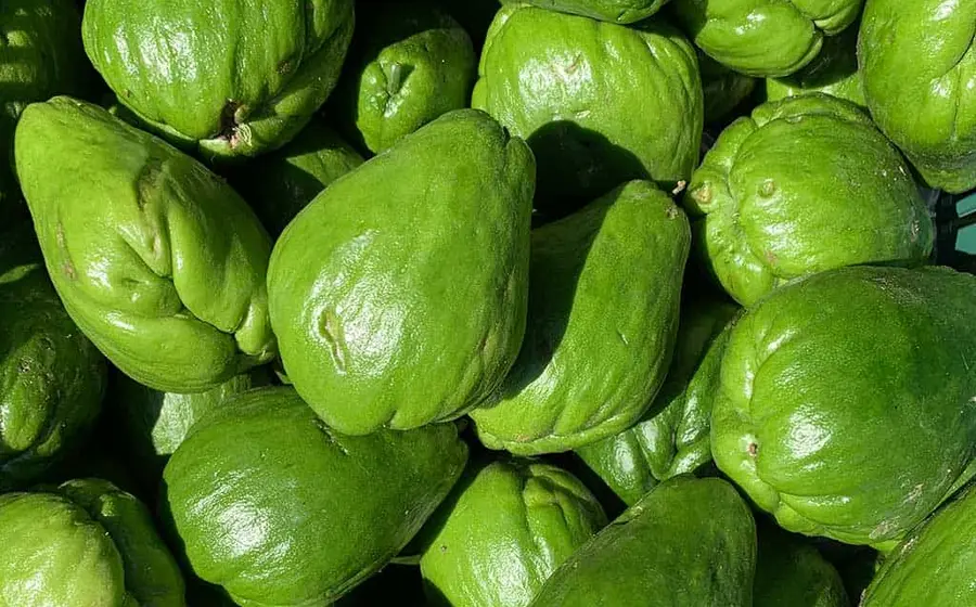 Una canasta de chayotes frescos del campo oaxaqueño, ilustrando la revelación de su origen en el sur de México para el consumo.