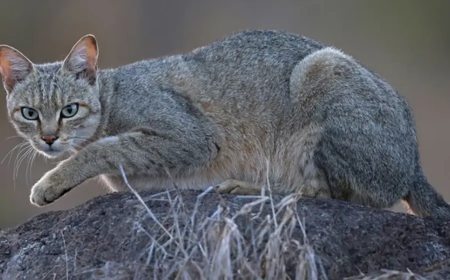Un gato doméstico que ilustra el estudio científico que sitúa el origen de la especie moderna en el norte de África.