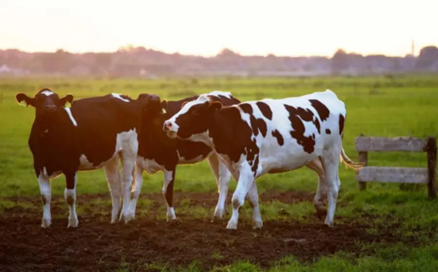Varias vacas descansan juntas en un prado, lo que ilustra los fuertes lazos de amistad que crean entre ellas como compañeras específicas.