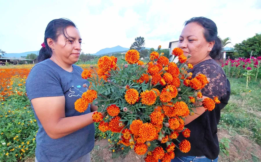 Flor de cempasúchil, ofrenda y tradición por los fieles difuntos | NVI  Noticias