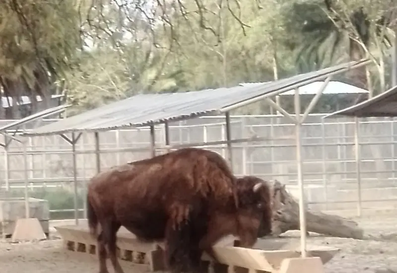 bisonte zoológico 