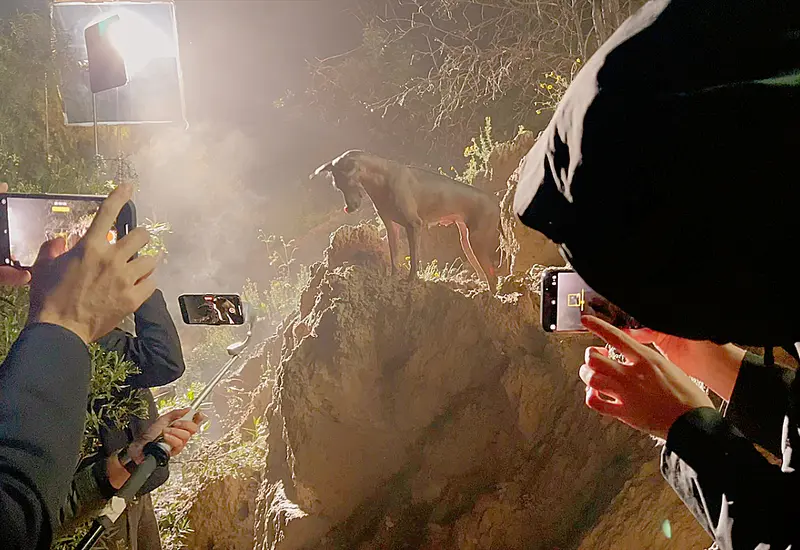 Perro xoloitzcuintle grabado con iPhone