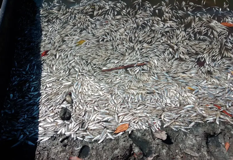 Peces muertos