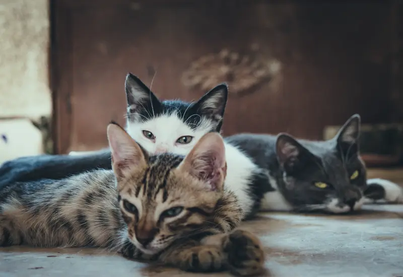 Gatos echados en el suelo