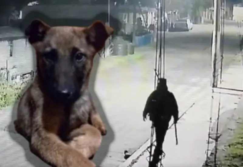 El amo de la mascota impuso una denuncia por su mascota asesinada y creó una página en Twitter con el nombre del animal.