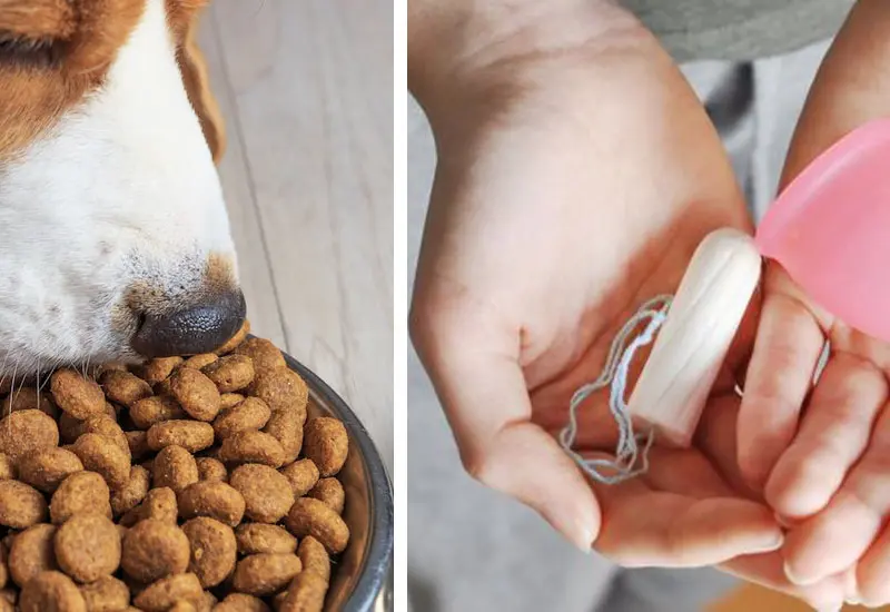 Perro, alimento, manos, copa, tampón