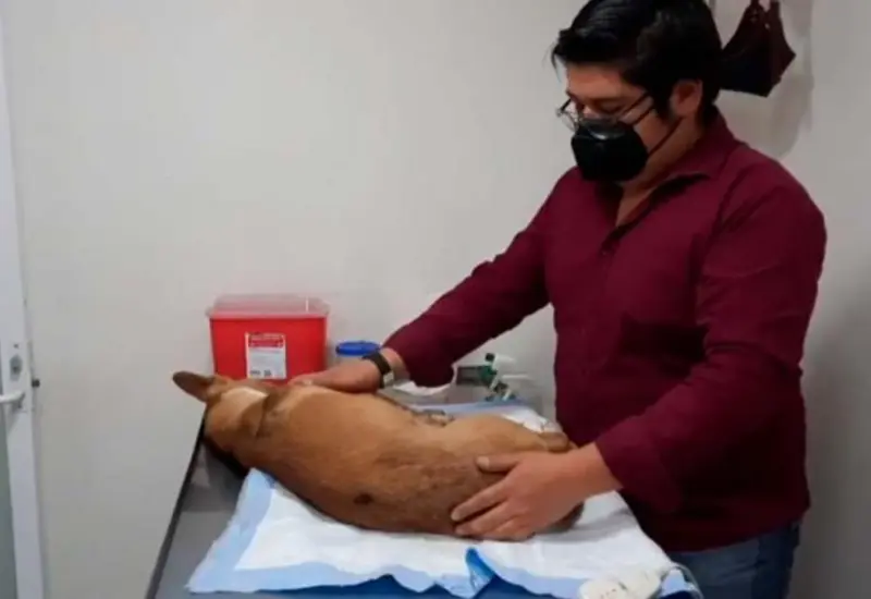 El animal quedó al borde de la muerte y vecinos pidieron el apoyo de policías municipales.