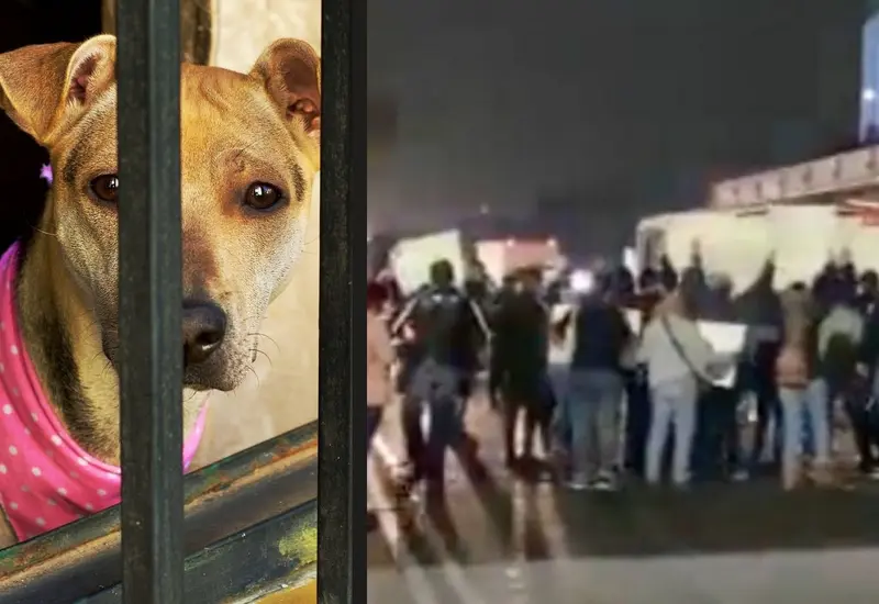 Maltrato animal
