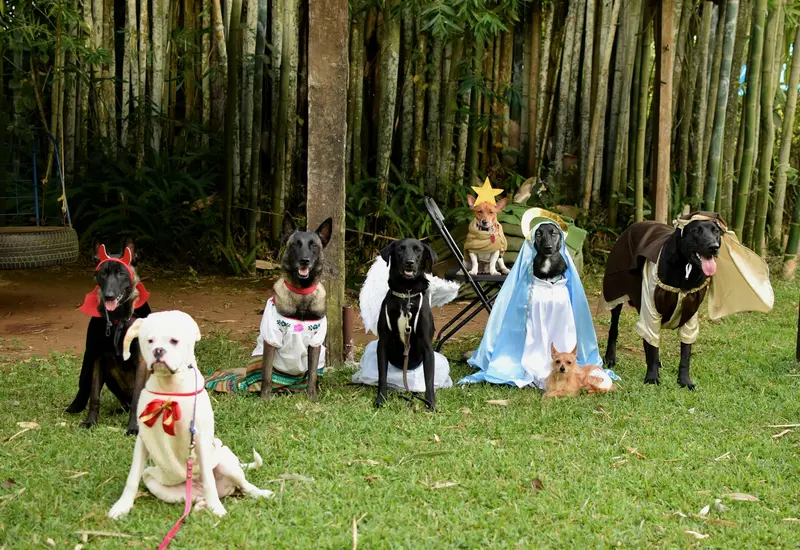 Pastorela canina