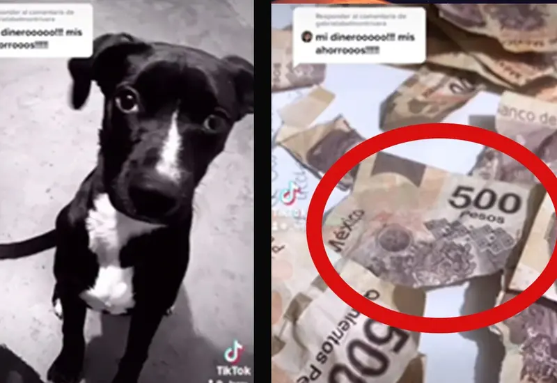 Perrito y dinero roto