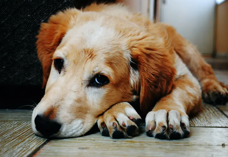 Perro