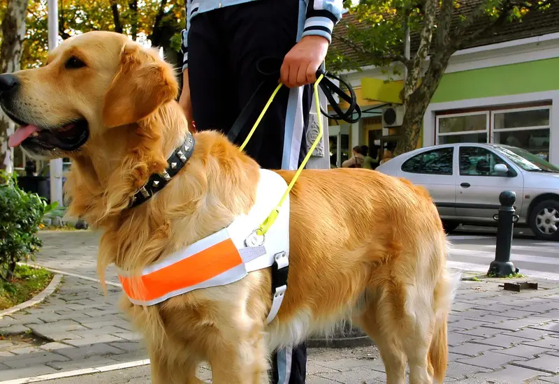 perros ayuda 