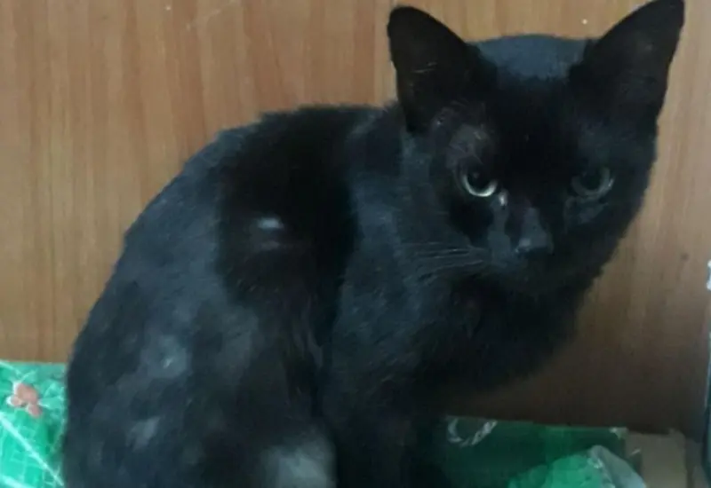 Raven, el gato