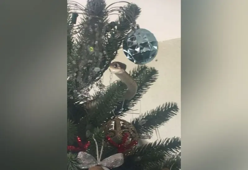 Serpiente en pino de Navidad