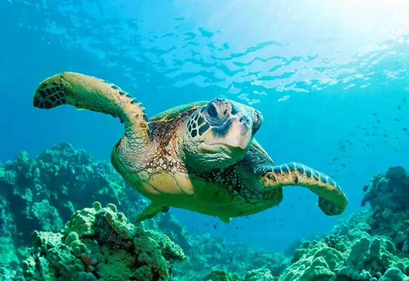 Tortuga verde marina