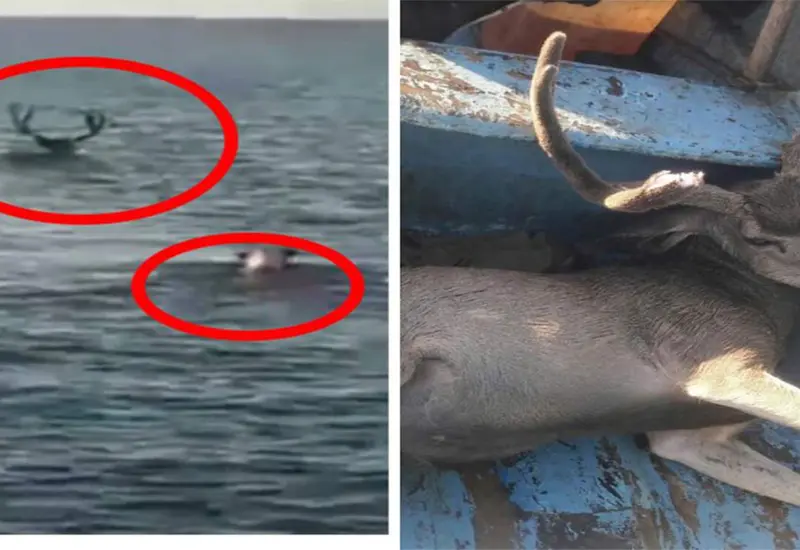El pescador sube al venado a su embarcación, pero no para ayudarlo. 