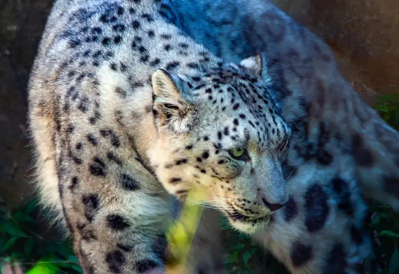 Leopardo de las nieves