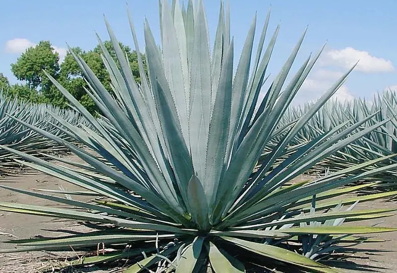 agave 