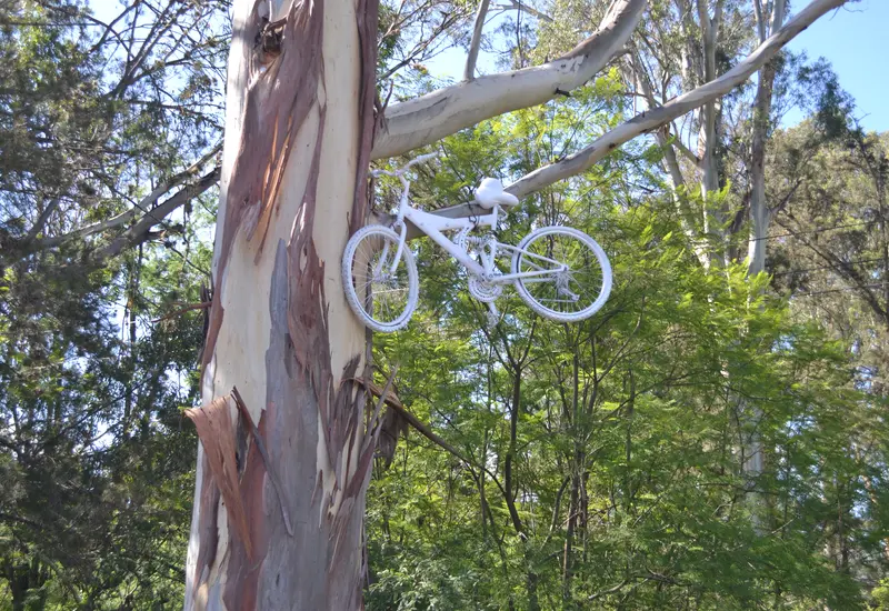 Bicicleta en un árbol