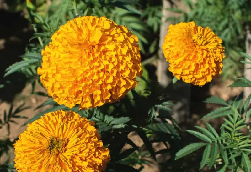 Las flores de cempasúchil constituyen un patrimonio biocultural de México el cual debería ser mejor conocido, valorado y compartido.