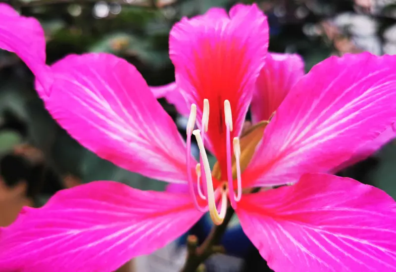 flor