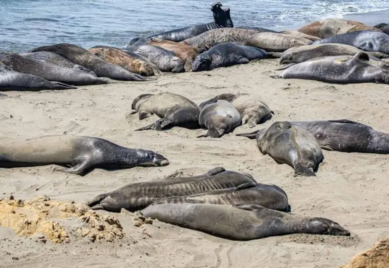 Focas muertas en Sudáfrica