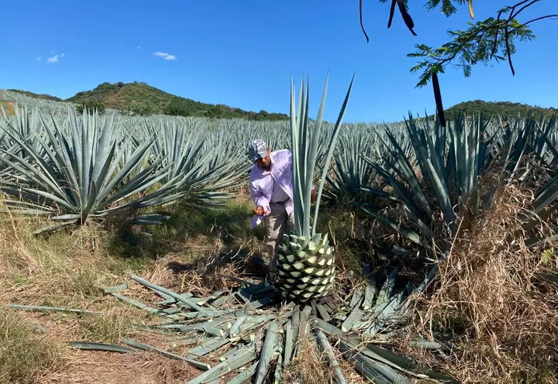 Maguey