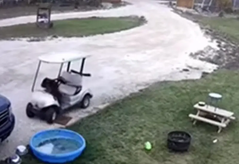 La afectada relató que su esposo olvidó apagar el carrito y por eso se movió cuando su perro se subió.