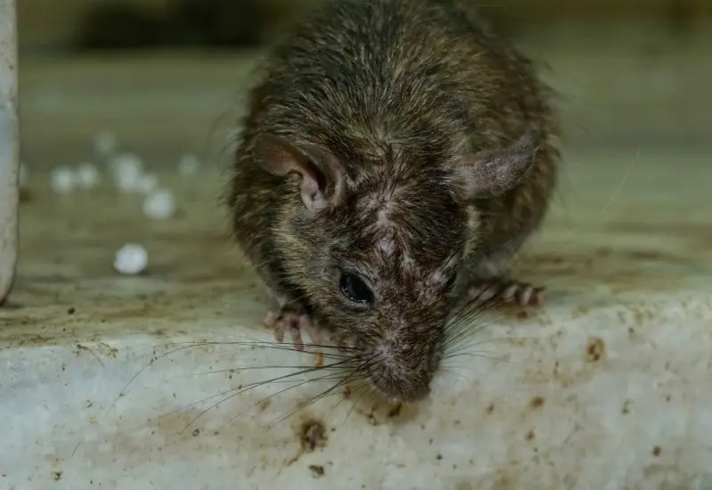 El material difundido en TikTok exhibe a varias ratas corriendo por toda la cocina. 