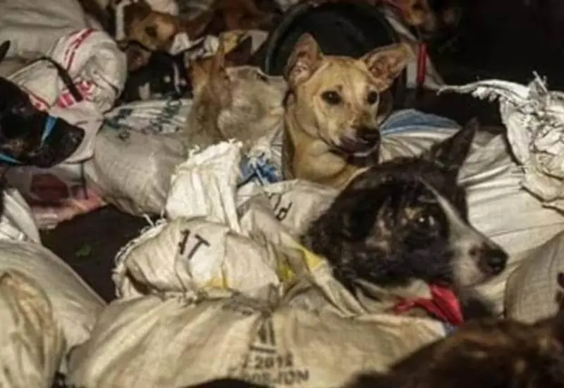 Se trataba de mascotas robadas en su mayoría, de menos de un año de edad, muchas de las cuales todavía llevaban sus collares.
