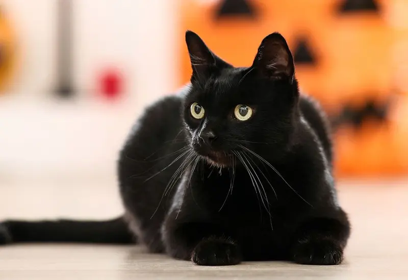 Gato negro, calabaza