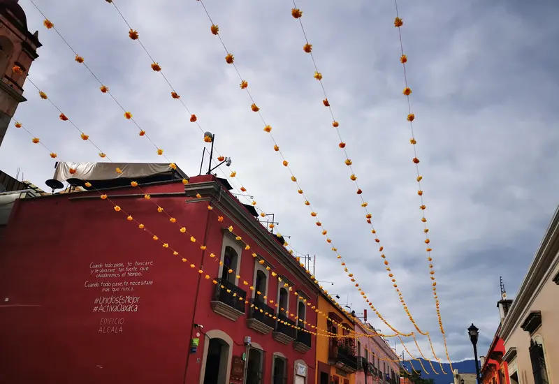 Flores de cempasúchil en Oaxaca