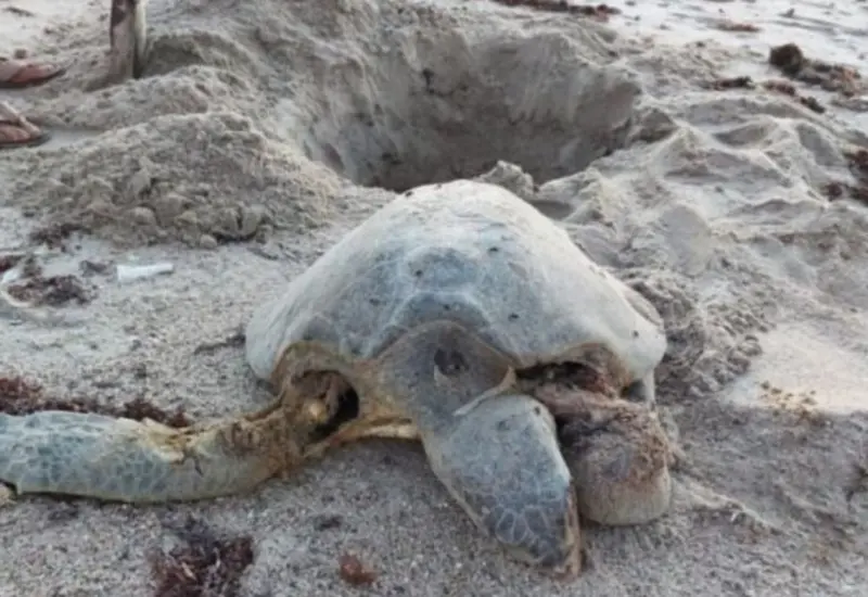 En los últimos días, al menos tres tortugas han muerto debido a las graves lesiones que sufren tras ser atropelladas por vehículos.