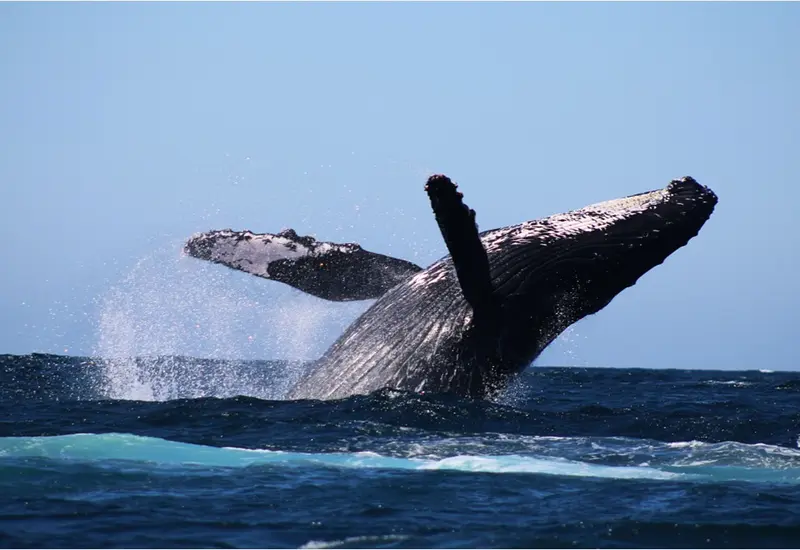 Ballena en Puerto Escondido