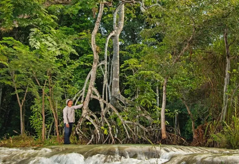 Manglar antiguo en Yucatán 