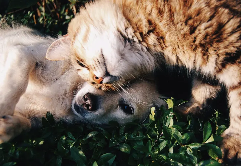 Hay un 50% de probabilidades de que el tumor por cáncer de mama en mascotas sea maligno.