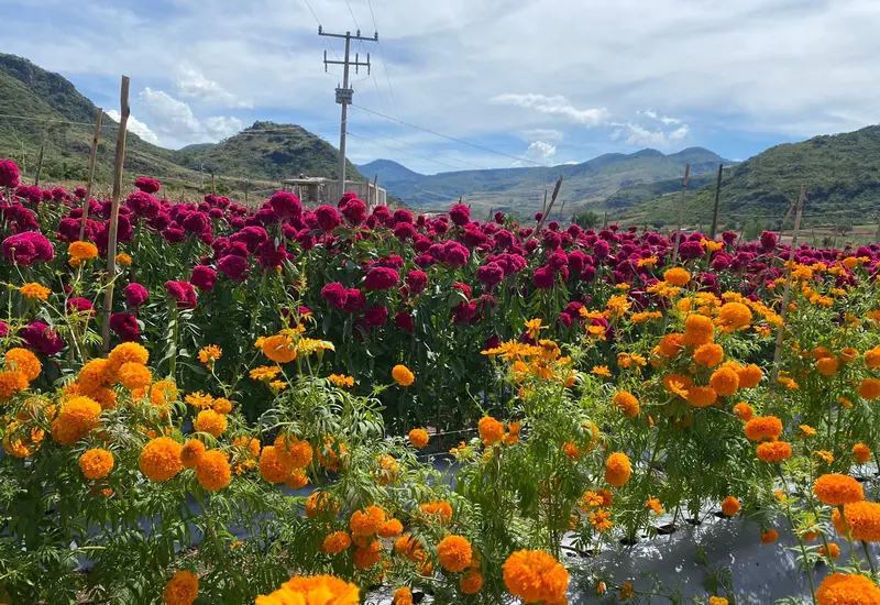 Campos con flores de muertos
