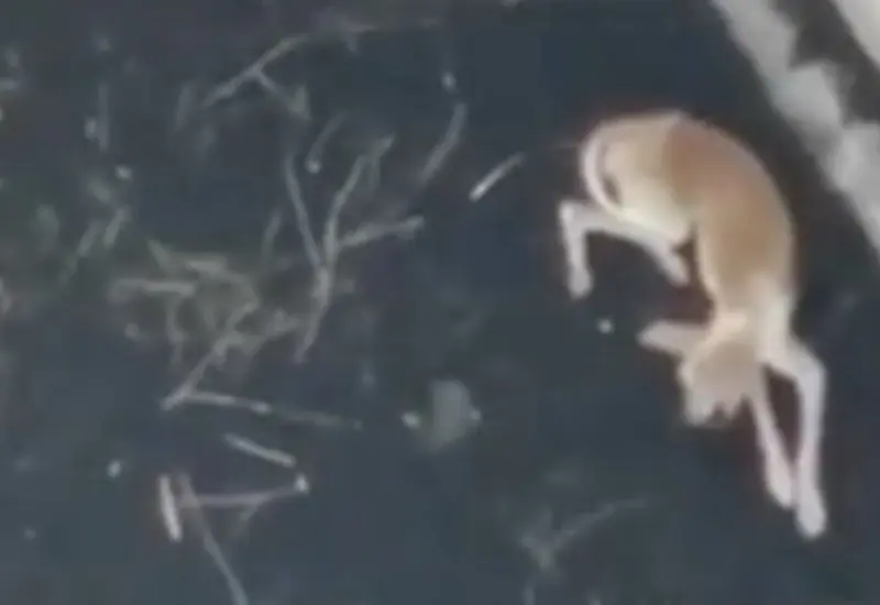 Perrito atrapado por la lava