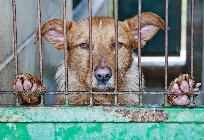 A través de una investigación encubierta se documentó que perros criollos son ofertados desde 300 pesos para prácticas rituales.