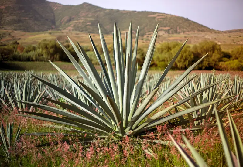 Maguey