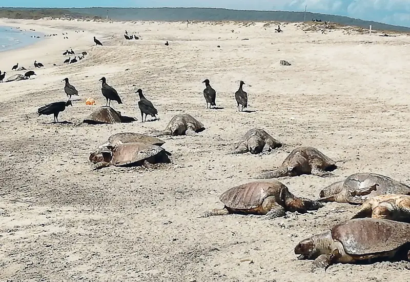 Tortugas muertas en playas de Ayuta