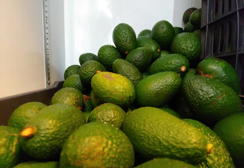Aguacates de San Miguel Tlanichico
