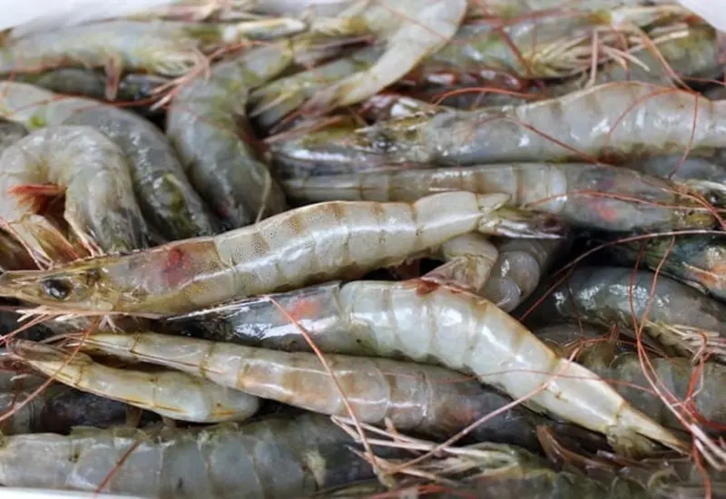 La Sader dio a conocer el inicio de la temporada de pesca en México.