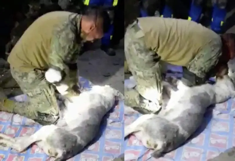 Hombre tratando de reanimar a un perro