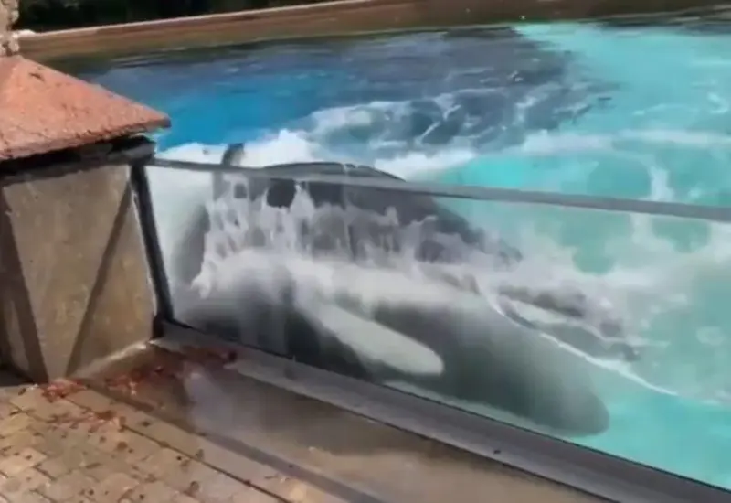 Orca chocando contra el cristal de un acuario